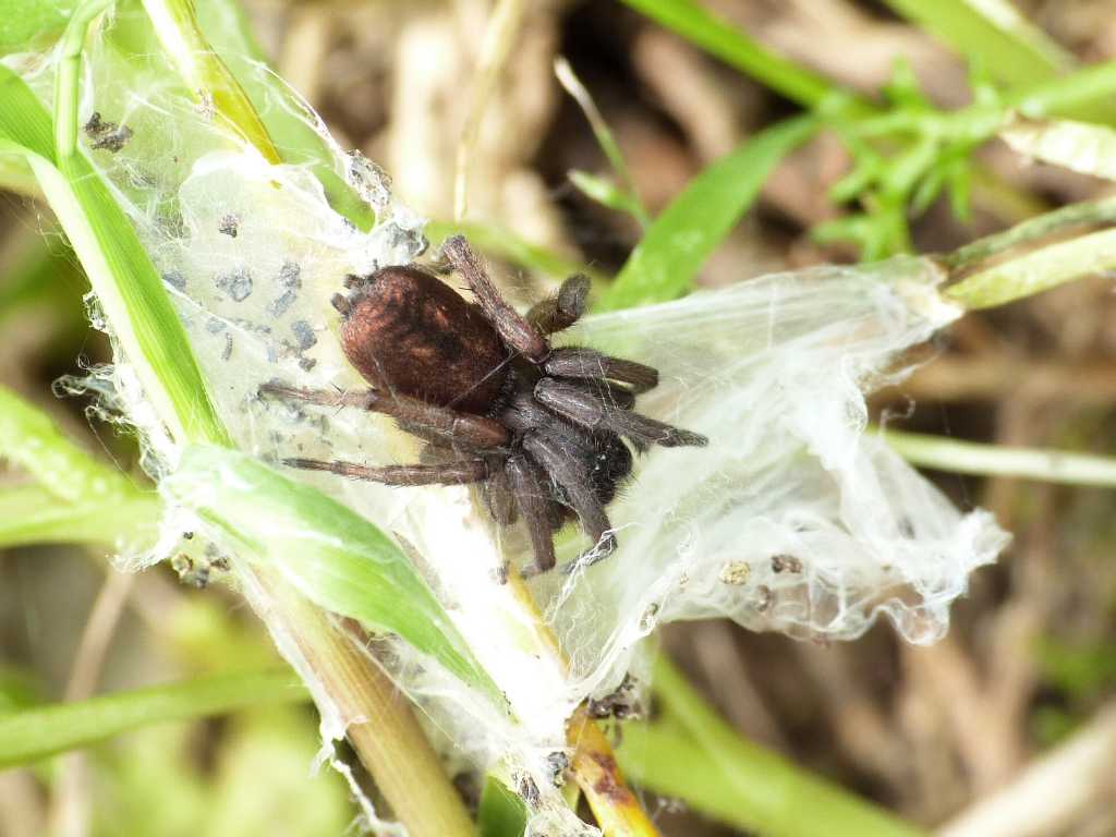 Giovani Haplodrassus freschi di muta - Tolfa (RM)